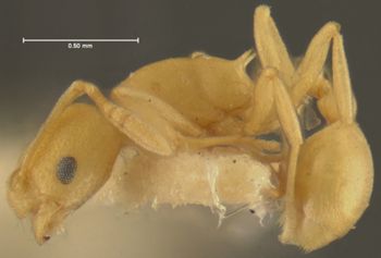 Media type: image; Entomology 31156   Aspect: habitus lateral view